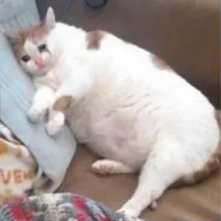 Стикер @AniPackBot | استیکرساز😍 - 2