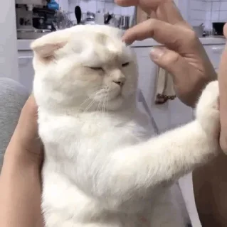 Стикер @AniPackBot | استیکرساز😍 - 1