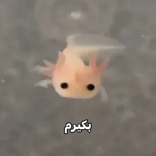 Sticker @AniPackBot استیکرساز😍 - 5