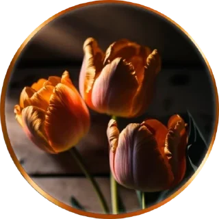 Sticker .｡.:*✧[𝚏𝚞𝚛𝚒𝚢𝚊]✧*:. - 10