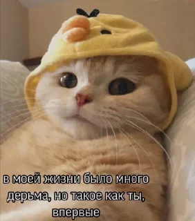 Sticker °⋆·𝕴𝕟 ꂦภ૯ 𝕮𝕠℘ꐞ(~˘▾˘)~♡·⋆°...5 - 0