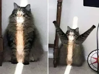 Sticker °⋆·𝕴𝕟 ꂦภ૯ 𝕮𝕠℘ꐞ(~˘▾˘)~♡·⋆°...5 - 10