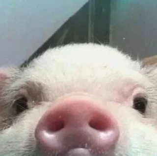 Sticker T i h i r o P e d j k - 1