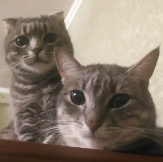 Sticker T i h i r o P e d j k - 4