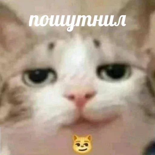 Sticker b89d3af2_1916_454b_ae01_0ecf90c0e4bf_by_sticat_bot - 1