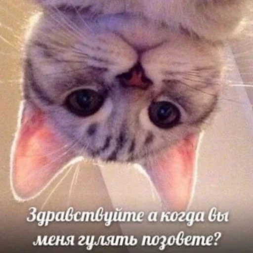 Sticker b89d3af2_1916_454b_ae01_0ecf90c0e4bf_by_sticat_bot - 1