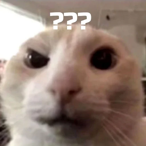 Sticker b89d3af2_1916_454b_ae01_0ecf90c0e4bf_by_sticat_bot - 1