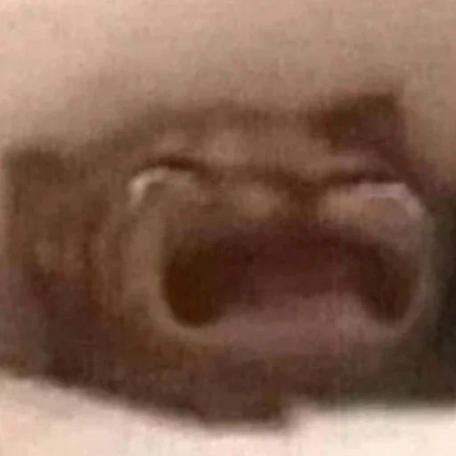 Sticker b89d3af2_1916_454b_ae01_0ecf90c0e4bf_by_sticat_bot - 1