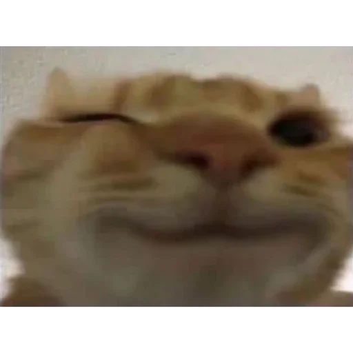 Sticker b89d3af2_1916_454b_ae01_0ecf90c0e4bf_by_sticat_bot - 1