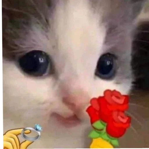 Sticker b89d3af2_1916_454b_ae01_0ecf90c0e4bf_by_sticat_bot - 1