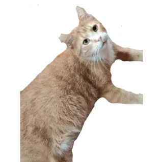 Sticker доска стики - 1