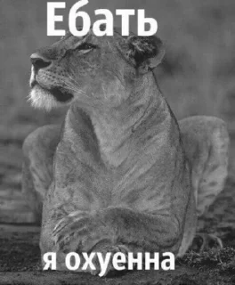 Стикер Избранные стикеры - 4