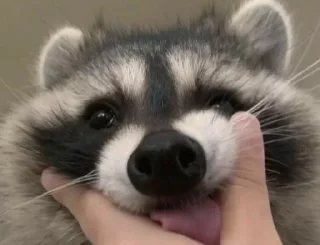 Стикер Больше стиков тут: @stikery4 - 4