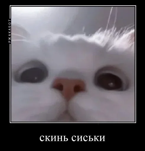 Sticker bababass - 1