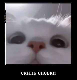 Sticker бабас - 5