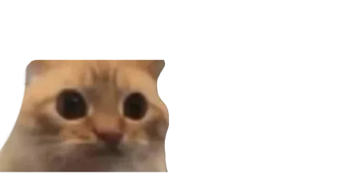 животное кошки малого и среднего размера кошка