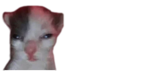 animal mammal domestic cat