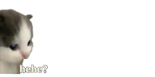 млекопитающее чёрный кошка