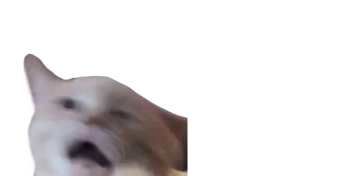 животное кошка собака