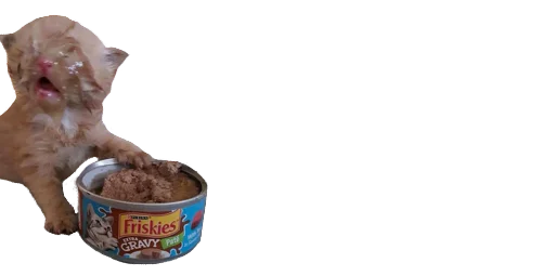 животное собака шоколад