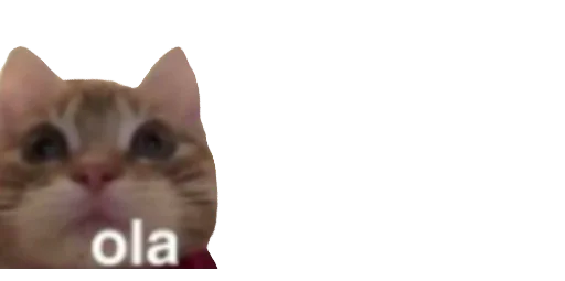 животное домашняя кошка кошка