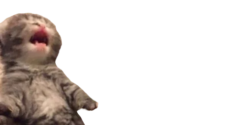 животное кошка млекопитающее