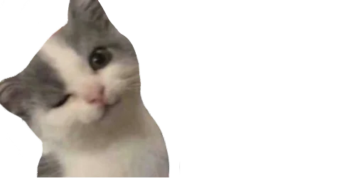 животное кошка млекопитающее