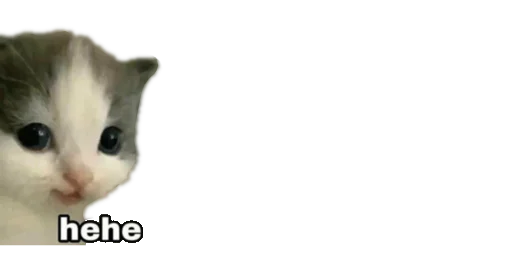 животное млекопитающее домашняя кошка