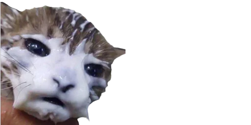 кошачьи животное млекопитающее