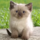 Стикер Бабулех-пак (by @muqksir) - 4