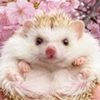 hedgehogs - 