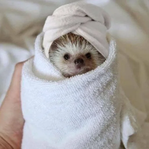 Sticker hedgehogs - 9