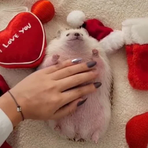 Sticker hedgehogs - 8