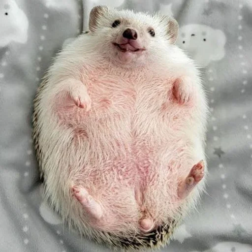 Sticker hedgehogs - 6