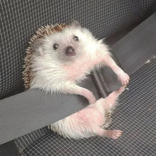 Sticker hedgehogs - 0