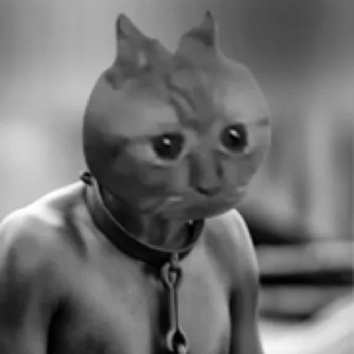 mammal black and white indoor