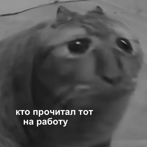 животное млекопитающее черно-белый