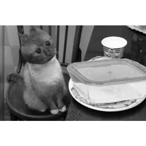 черно-белый животное Белый