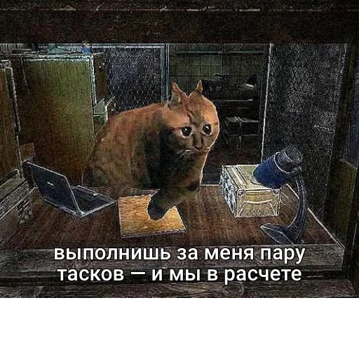 СМС кошка животное