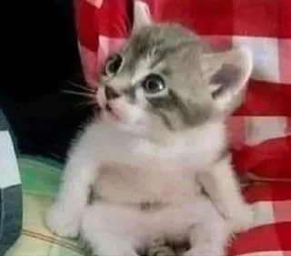 Sticker @badasscats - 0