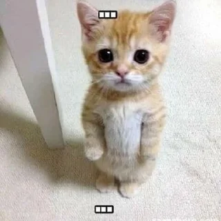 Sticker @badasscats - 7