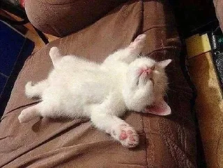 Sticker @badasscats - 11