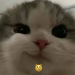 Sticker @badasscats - 9