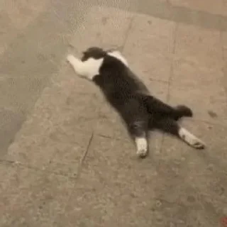 Sticker @badasscats - 3