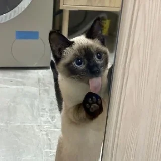 Sticker @badasscats - 1