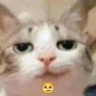 Sticker @badasscats - 10