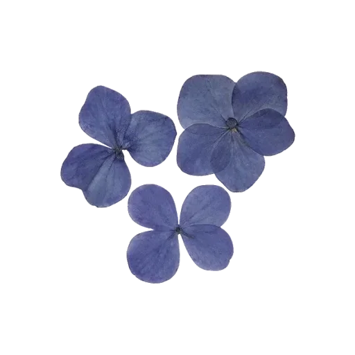 растение цветок фиолетовый