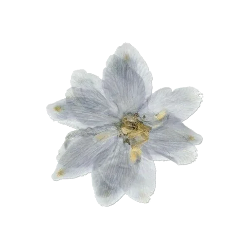 растение цветок лепесток