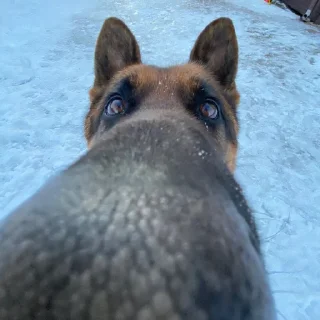 Sticker куличи баклажаны @TgEmodziBot - 6