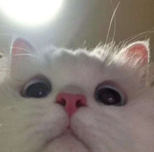 Sticker baktibekova_m by @fStikBot - 11